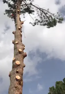 poda de árboles en altura